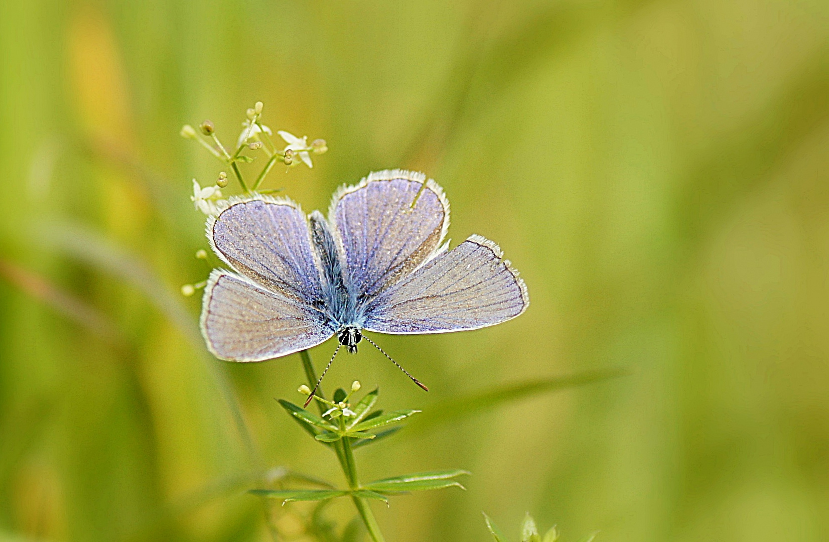 zart blau....