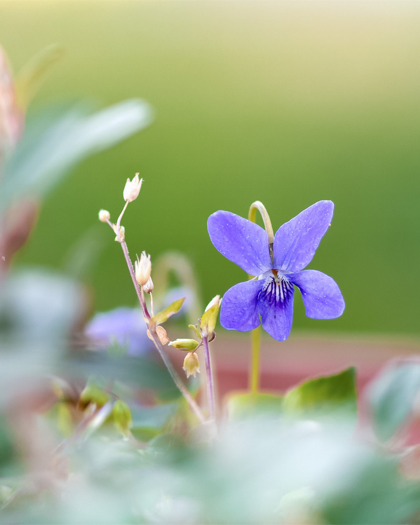 Zart blau.