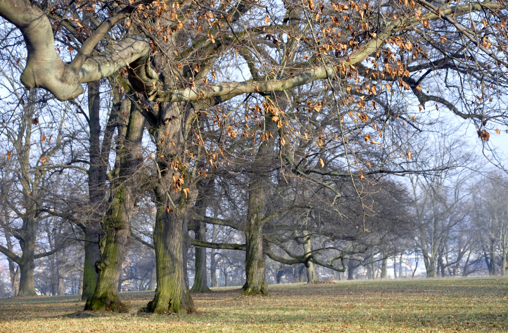 Zart blauer Himmel an kalten Wintertagen