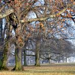 Zart blauer Himmel an kalten Wintertagen