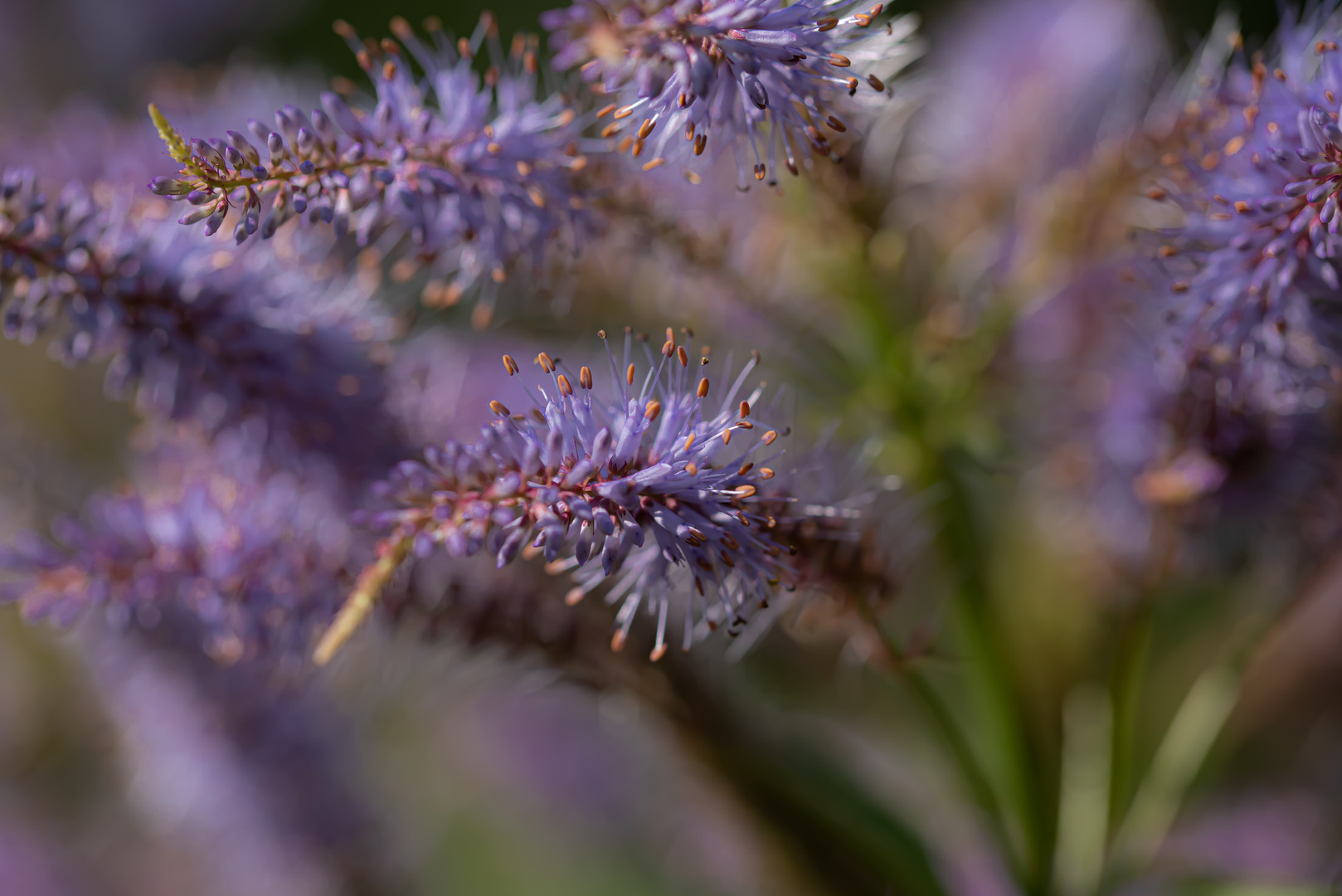 zart, dufig in schöner flieder Farbe