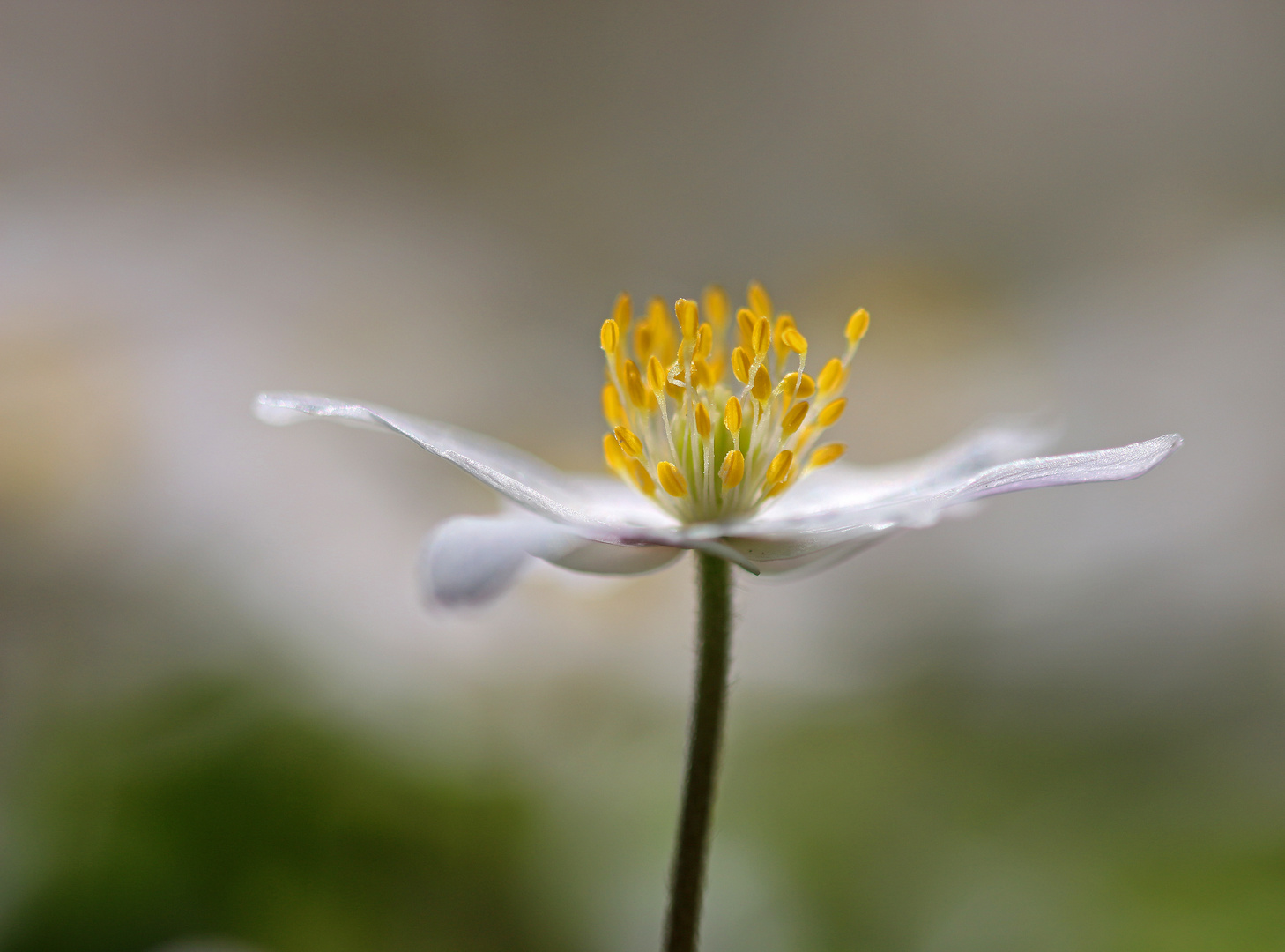 Zart Foto & Bild pflanzen, pilze & flechten, blüten & kleinpflanzen