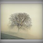Digiart, Fineart