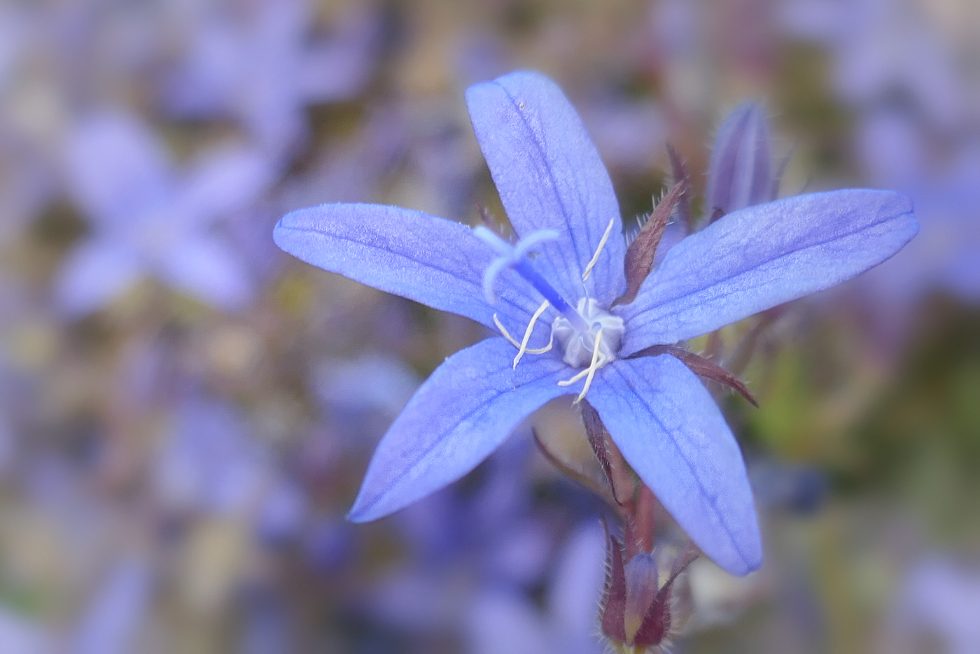 Zart in Blau