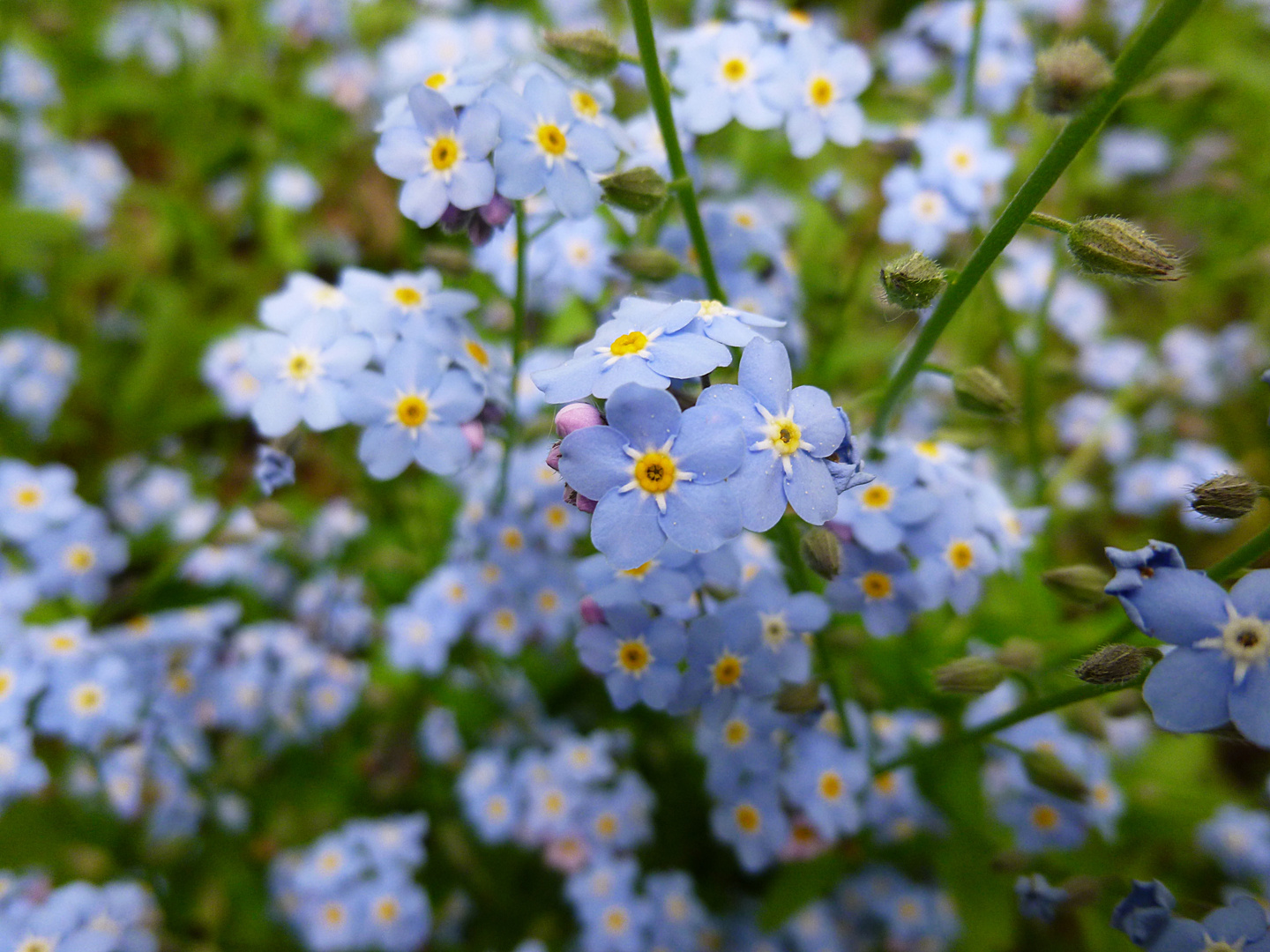 zart in blau