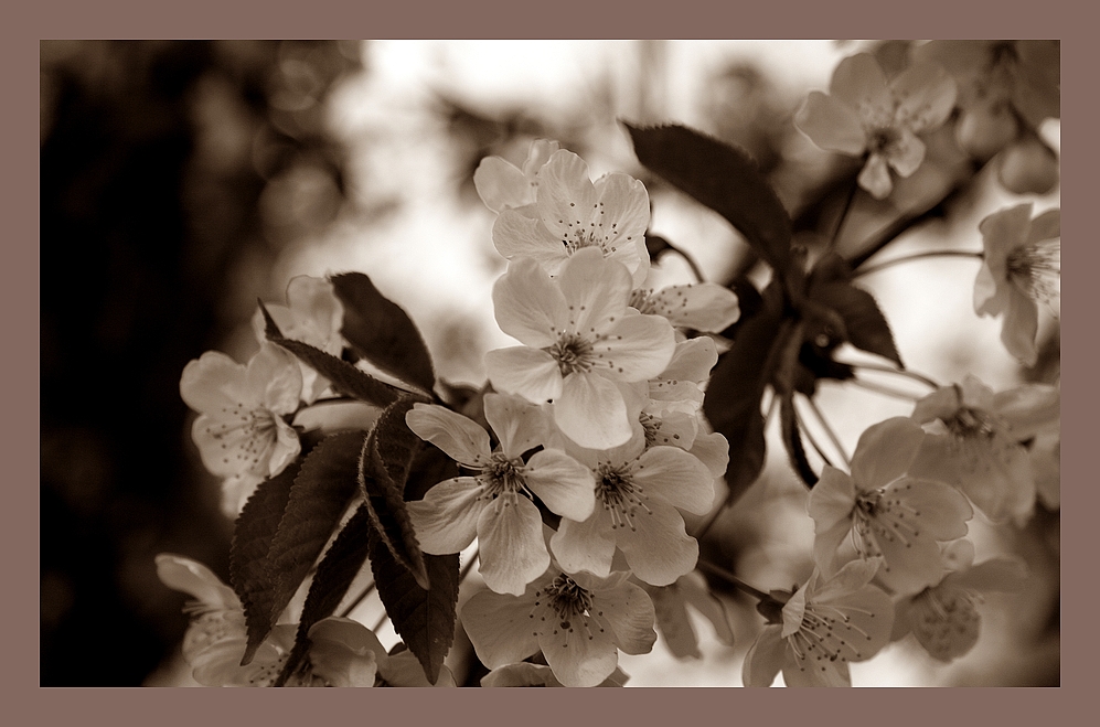 Zart in Sepia