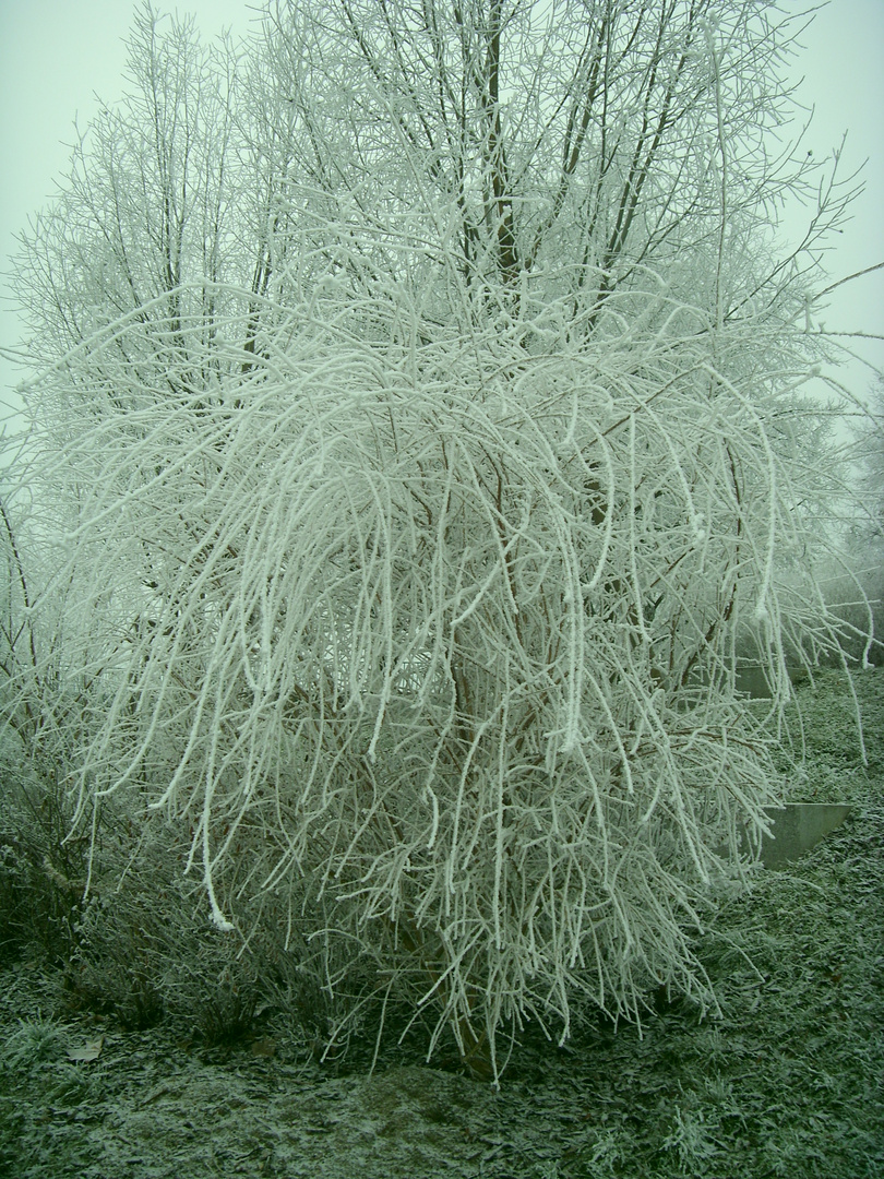 Zart in Weiss gehüllt