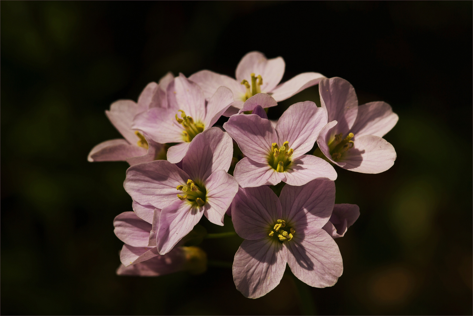 Zart Lila - rosa oder weiß -