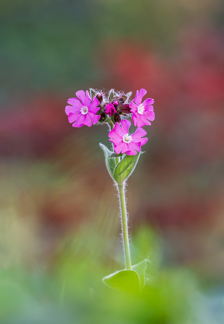 zart rosa.