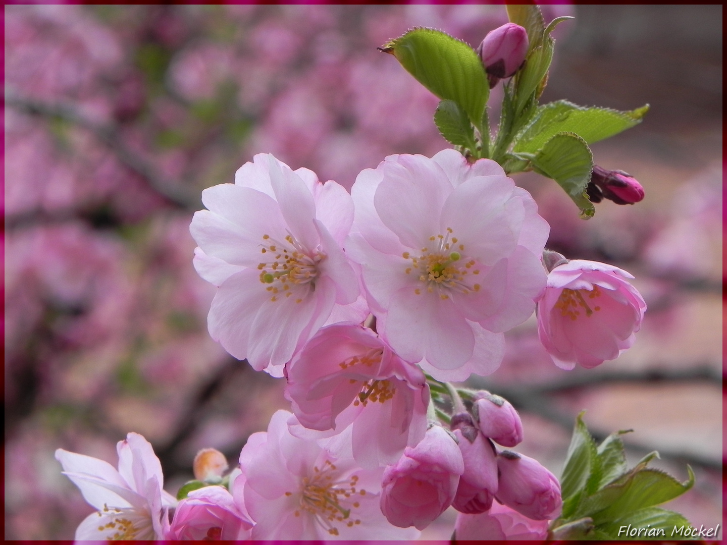 Zart rosa im der Frühlingssonne