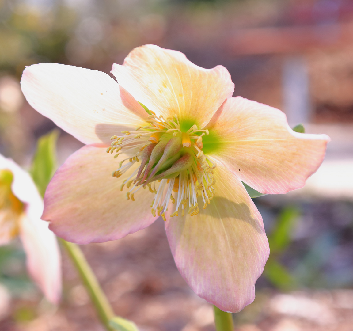 Zart rosa im Frühling