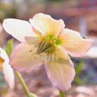 Zart rosa im Frühling