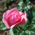 zart rosa Rose