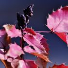 zart Rotes im Sonnenlicht