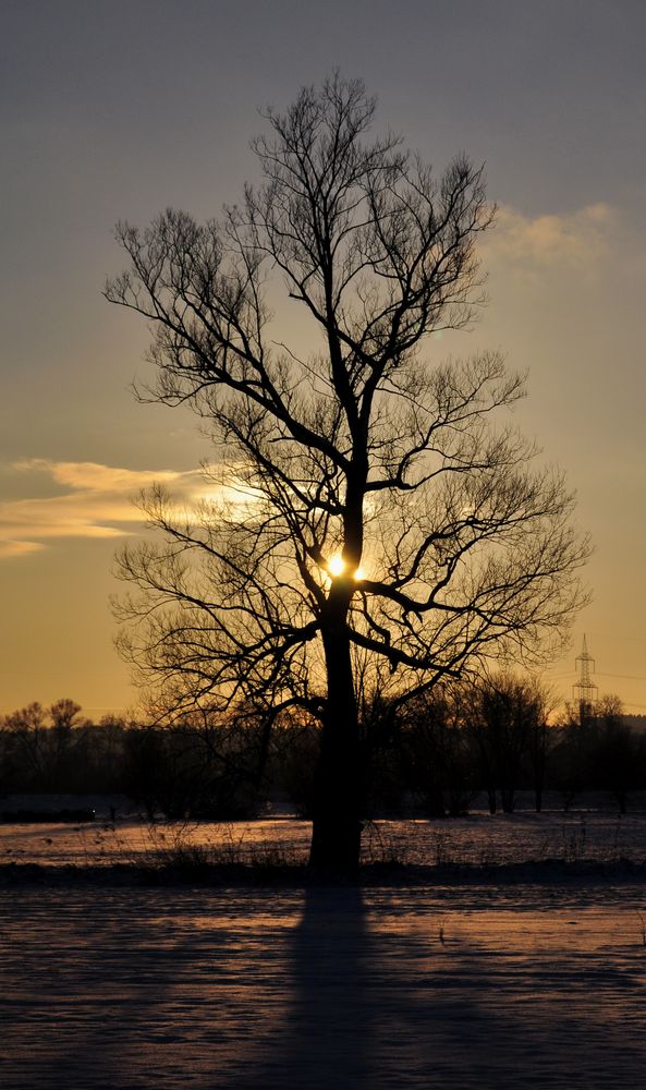 ...zart umfängt die sonn' den baum.....