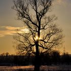 ...zart umfängt die sonn' den baum.....