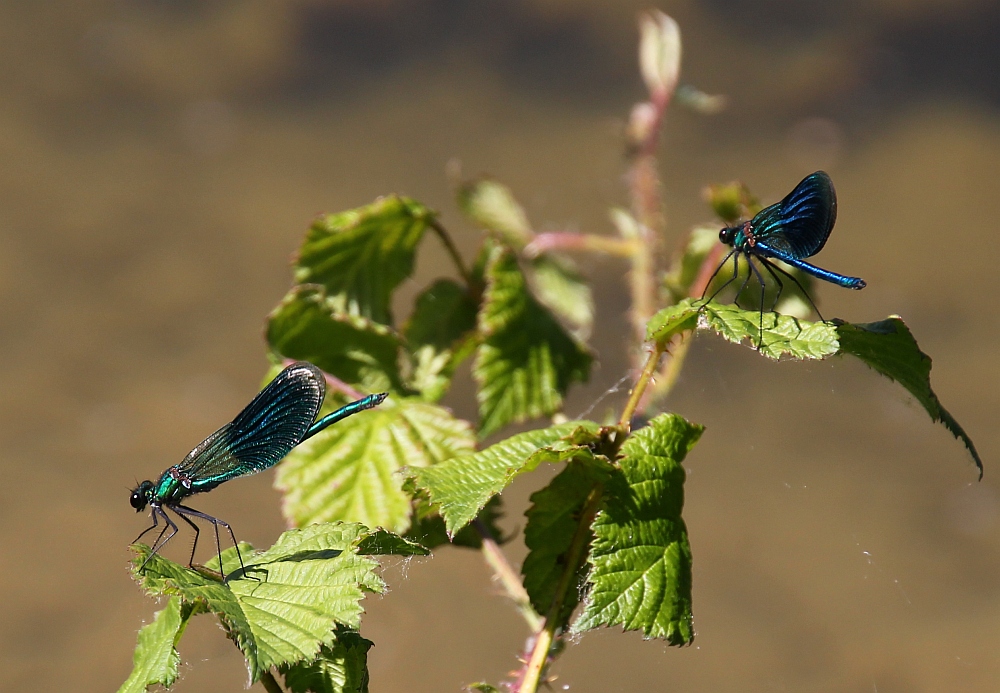 ... zart und blau ... / ... douce et bleue ...