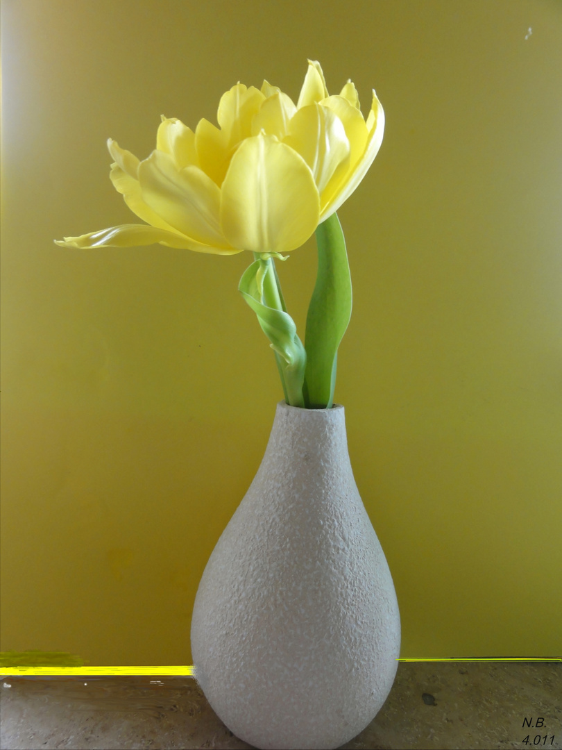 zart und fein-eine einzelne Tulpe