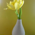 zart und fein-eine einzelne Tulpe