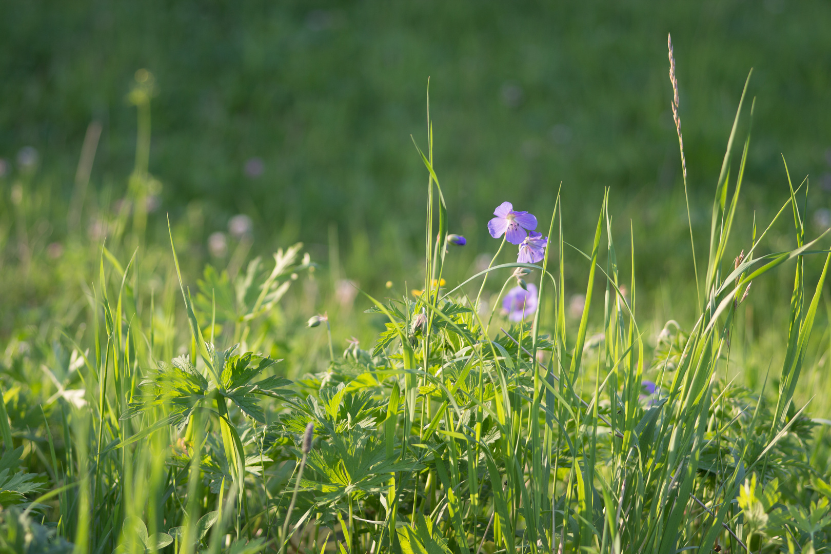 zart und fein im Abendlicht