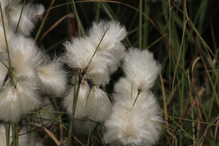 Zart und flauschig