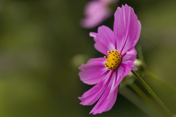 Zart und lieblich.....