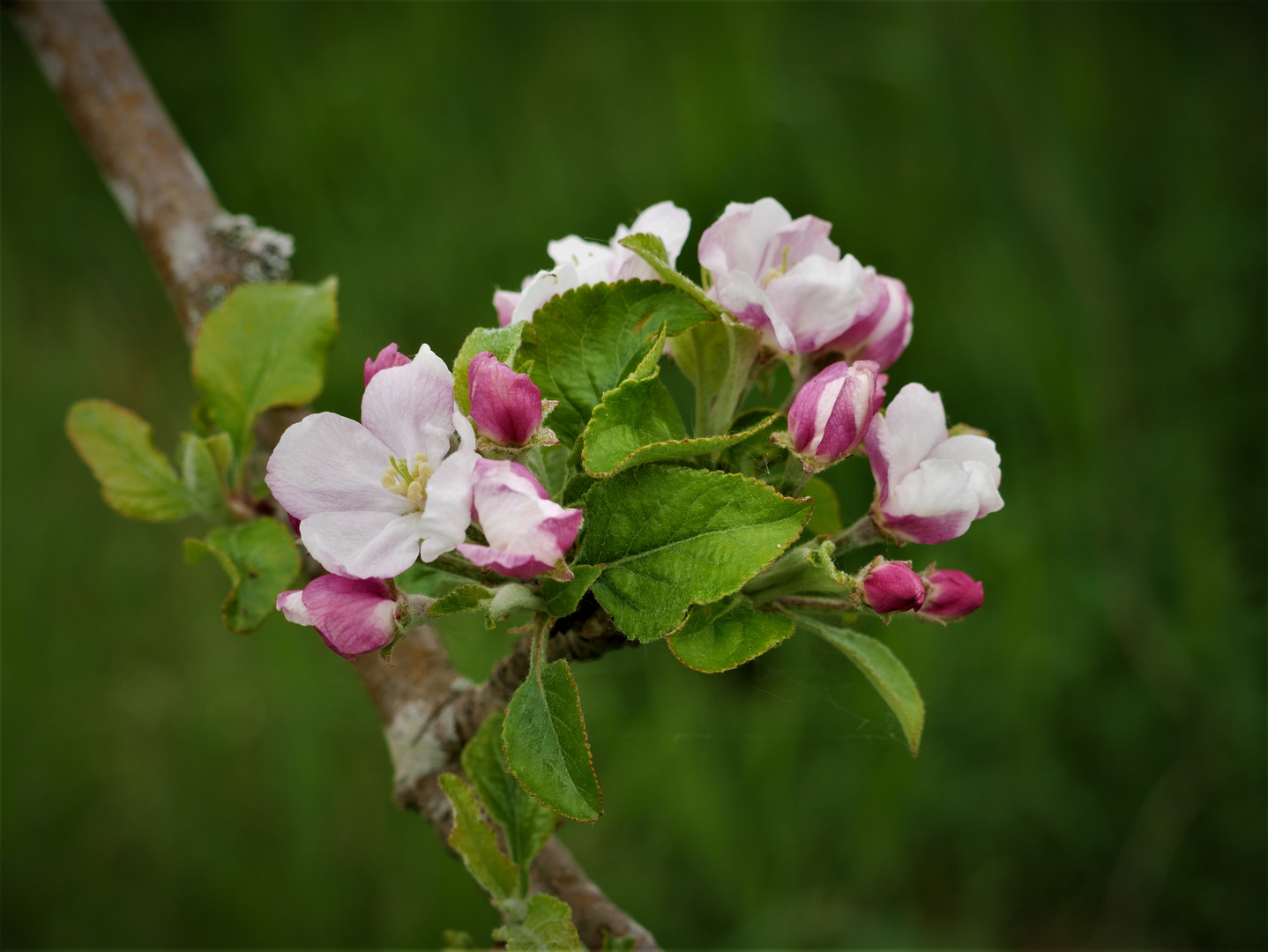 Zart und schön - Apfelblüte in den Rieselfeldern von Münster