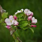 Zart und schön - Apfelblüte in den Rieselfeldern von Münster