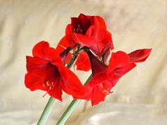 Zart und schön die Amaryllis in Rot