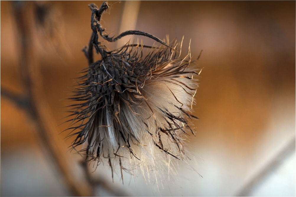 Zart und Stachelig