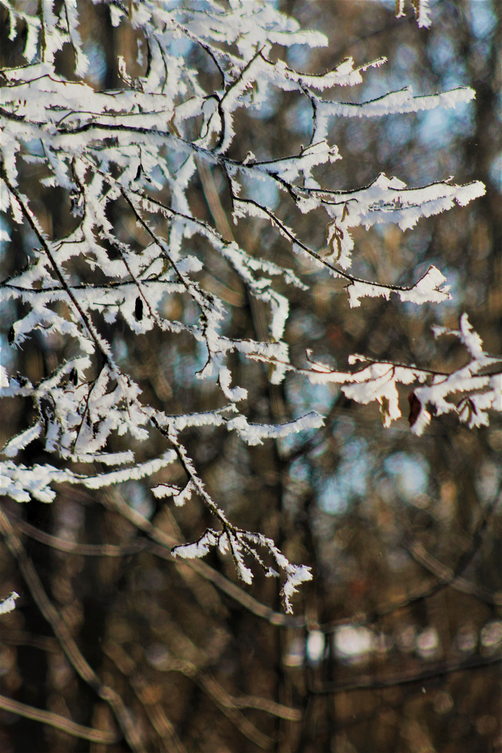 zart und voller Anmut , einen Begegnung mit dem Winter