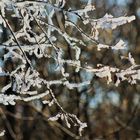 zart und voller Anmut , einen Begegnung mit dem Winter