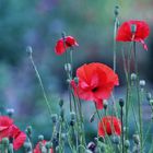 zart und vom Wind bewegt roter Mohn