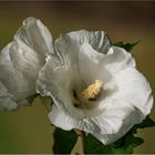 zart und zerbrechlich Hibiskusblüten