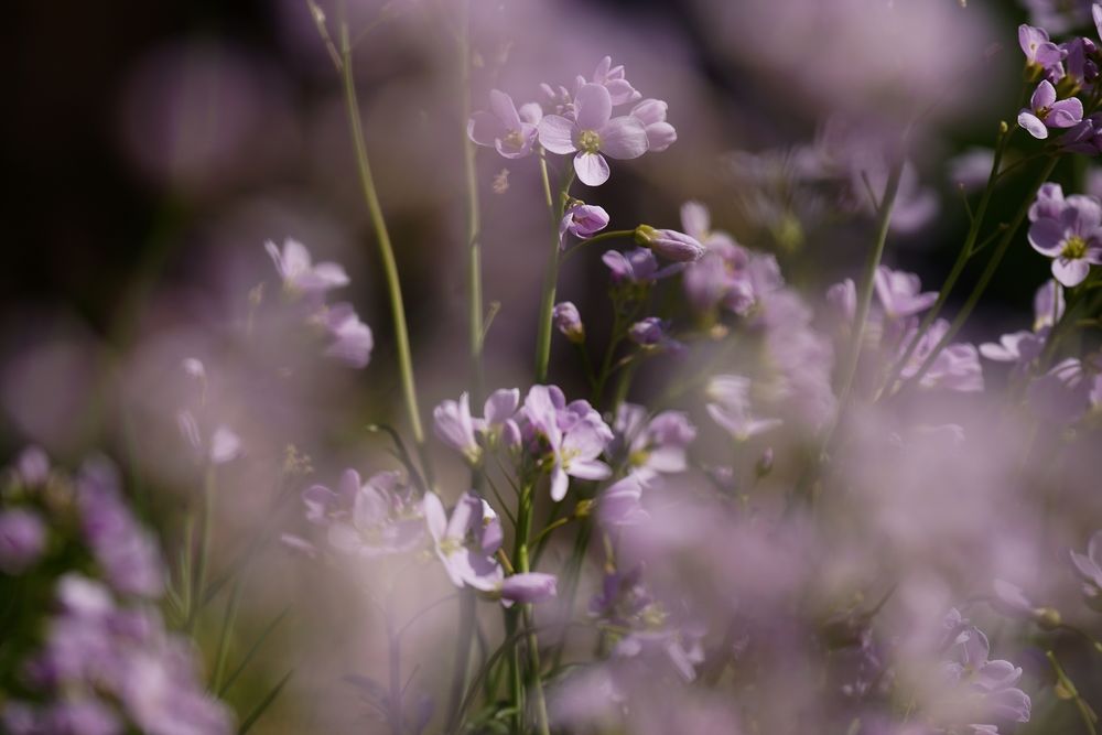 Zart violette Blüten