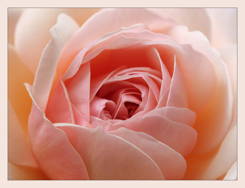 Zart wie Champagner Trüffel Foto &amp; Bild | emotionen, florales, spezial ...