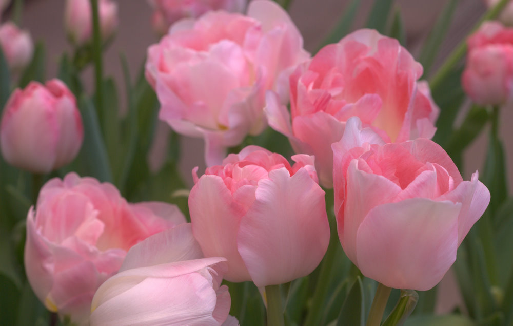 Zart wie der Frühling