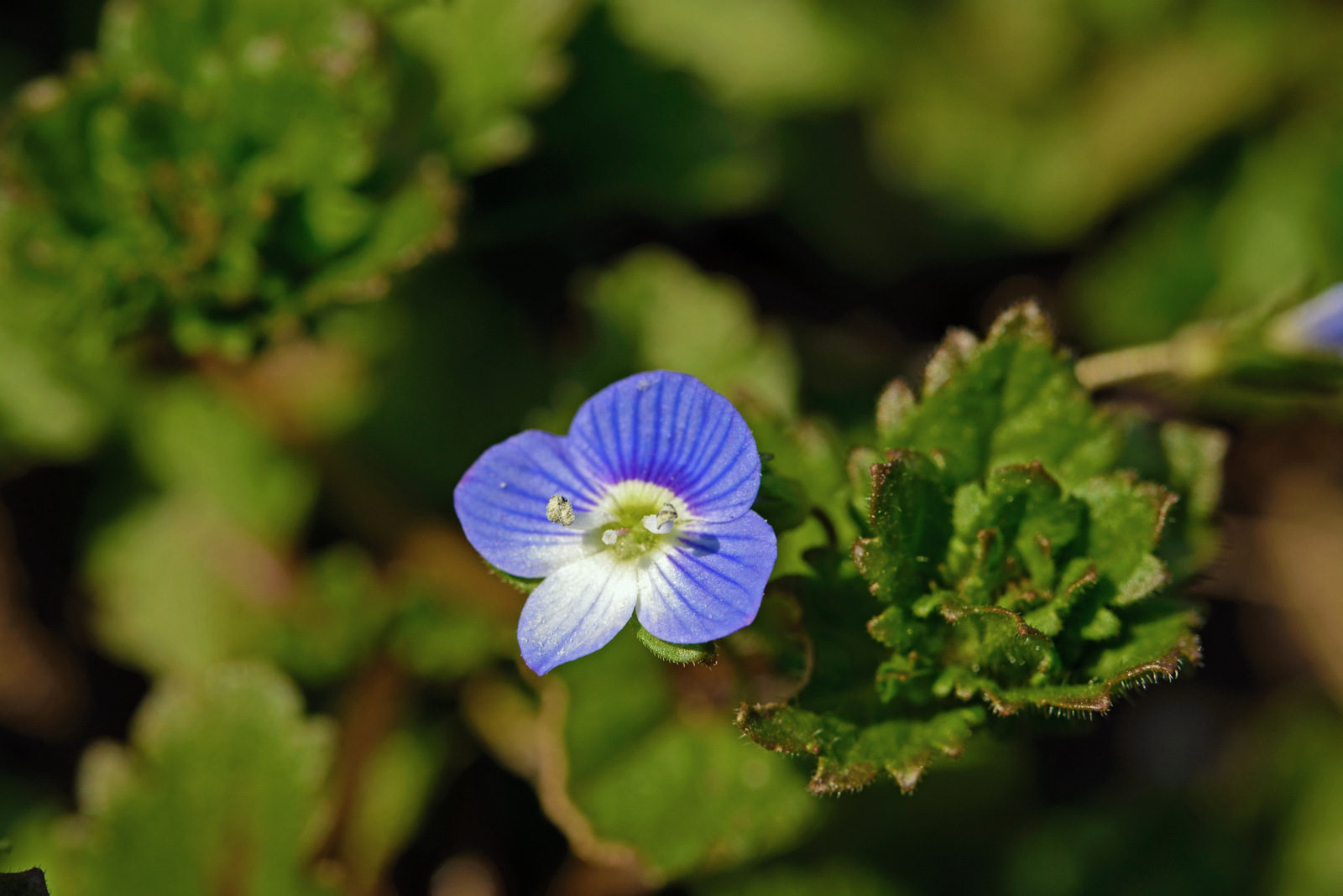 Zartblau.