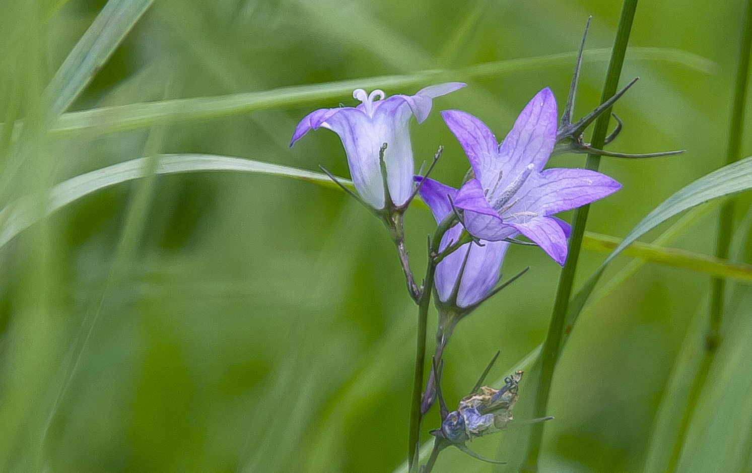 zartblau...