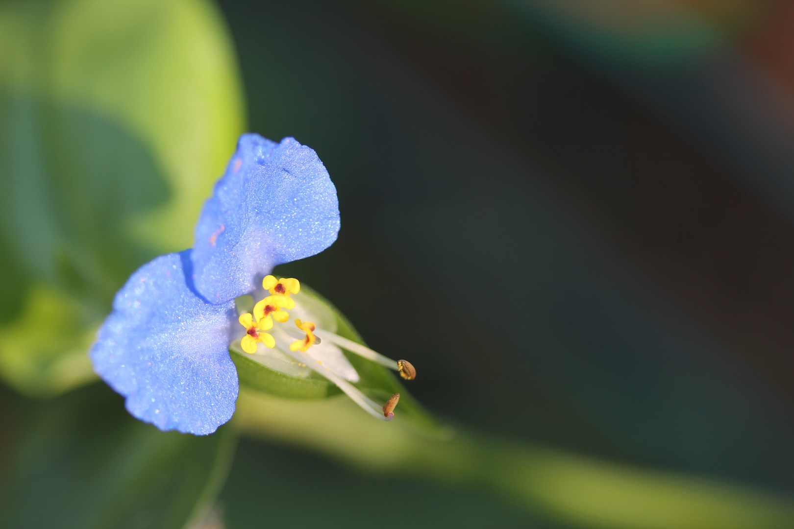 zartblaue Blüte