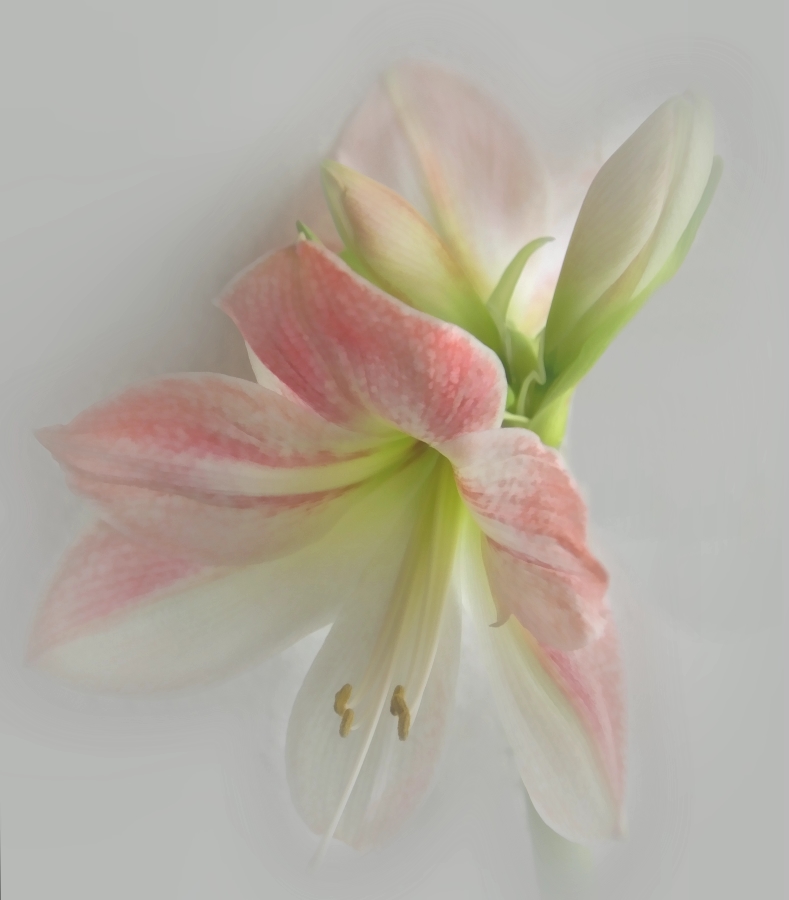 Zarte Amaryllis