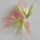 Zarte Amaryllis