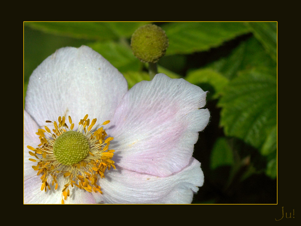 Zarte Anemone