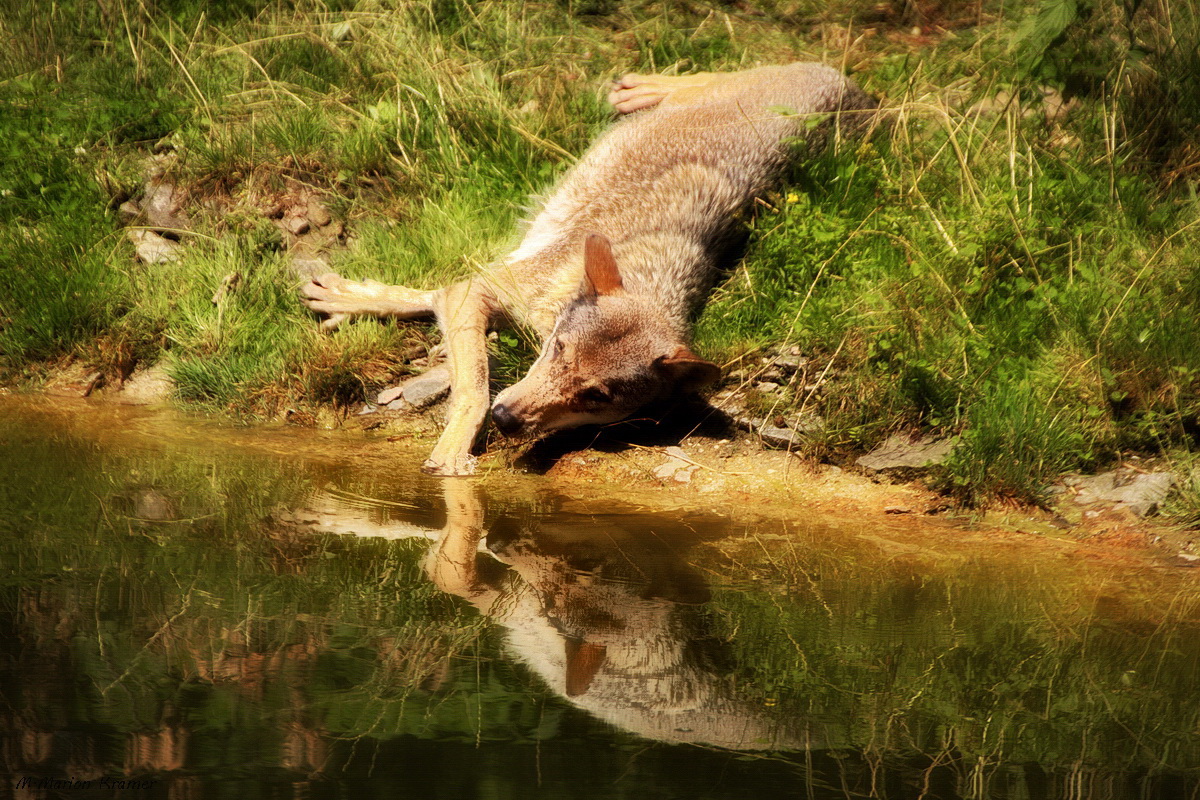 Zarte Annäherung ... Timberwolf mit Spiegelung