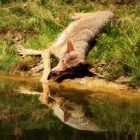 Zarte Annäherung ... Timberwolf mit Spiegelung