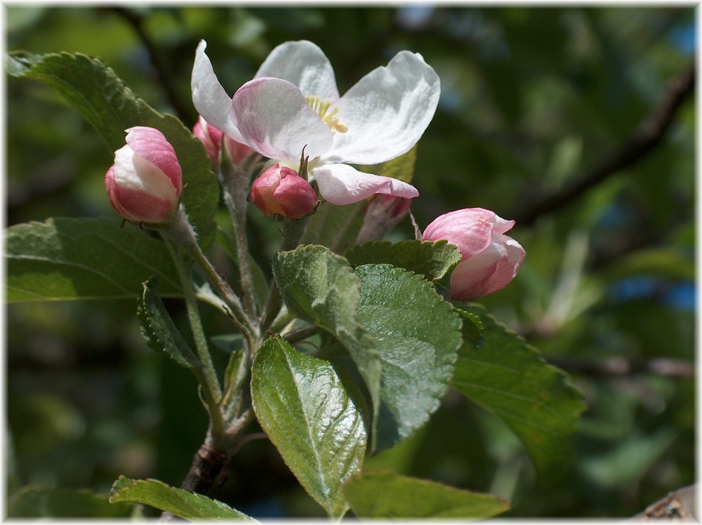 zarte Apfelblüte