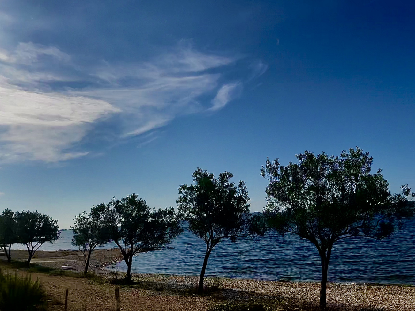 Zarte Bäume und ein offener Himmel 