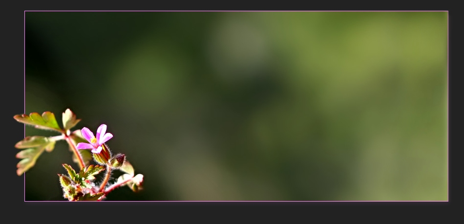 Zarte Balearen-Blüte