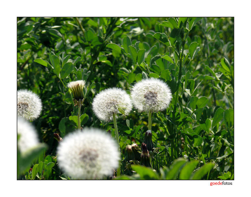 Zarte Berührung, oder: Pusteblumenfamilie