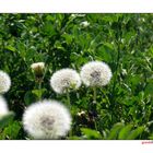 Zarte Berührung, oder: Pusteblumenfamilie